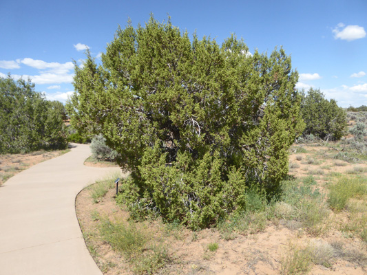 Utah Juniper 