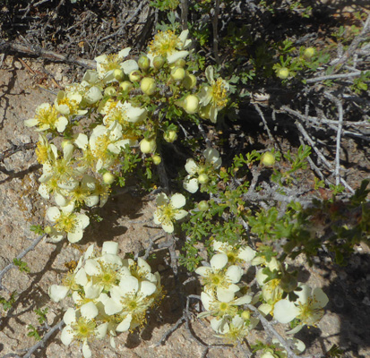 Stansbury's Cliffrose (Purshia stansburyana)