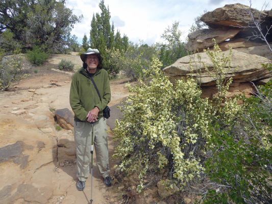 Walter Cooke and Stansbury's Cliffrose