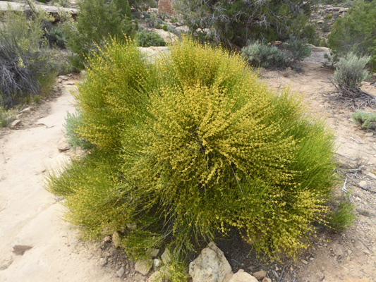 Mormon Tea (Ephedra viridis)