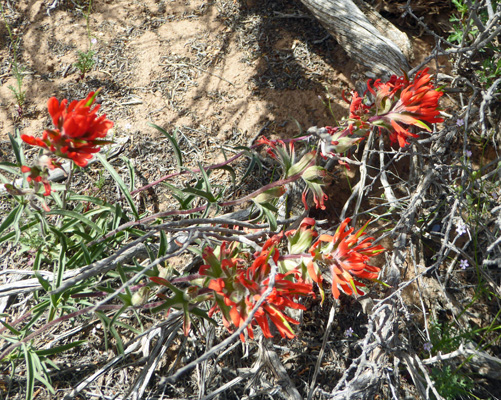 Desert Paintbrush (Castilleja chromosa)