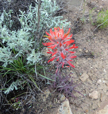 Desert Paintbrush (Castilleja chromosa)