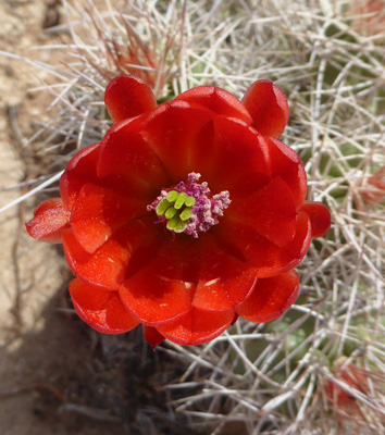 Scarlet Hedgehog Cactus (Echinocereus coccineus)