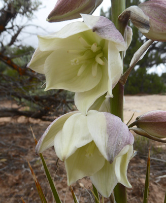 Navajo Yuccas (Yucca baileyi)