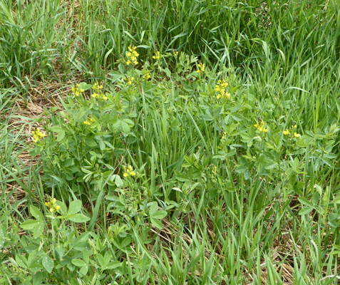 Mountain Thermopsis (Thermopsis rhombifolia)