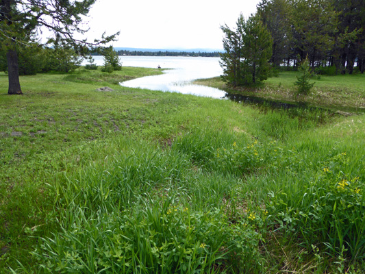 Mountain Thermopsis (Thermopsis rhombifolia) Curlew Bridge