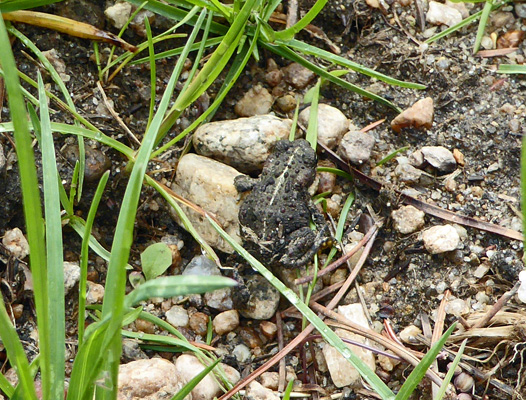 Lake Cascade frog