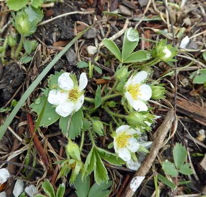 Wild strawberries Huckleberry Campground