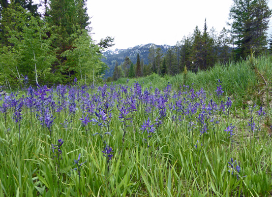 Camas and Mountains Lake Cascade