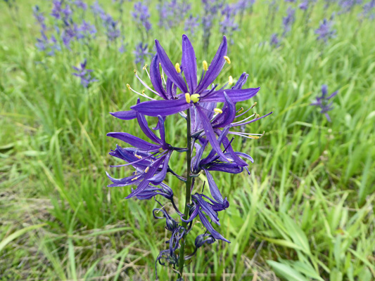 Common Camas (Camassia quamash)