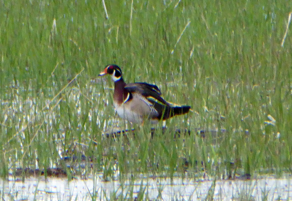 wood duck Lake Cascade