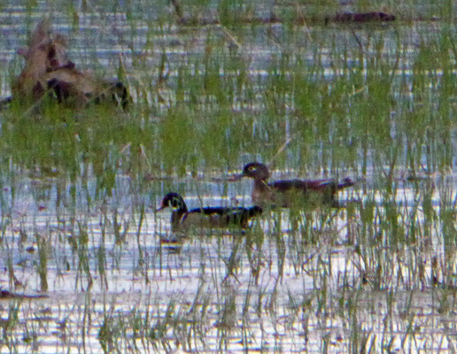 wood ducks Lake Cascade