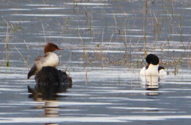 Male and female Common Mergansers