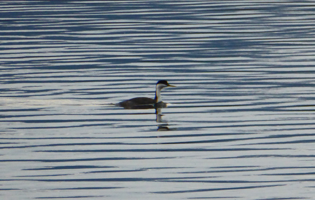 western grebe Lake Cascade