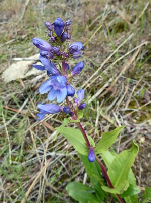 Taper-leaf Penstemon (Penstemon attenuatus)