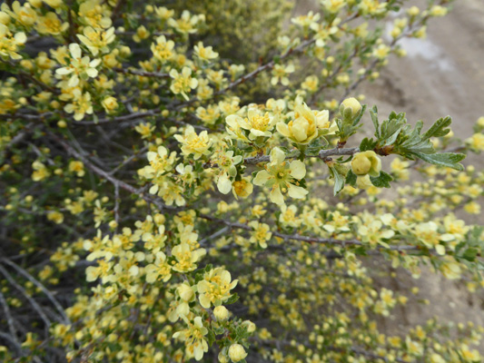 bitterbrush (Purshia tridentata)