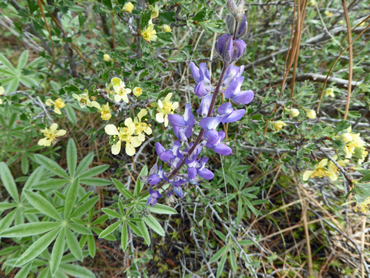 Lupine Lake Cascade