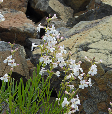 Hot-rock Penstemon (Penstemon deustus)