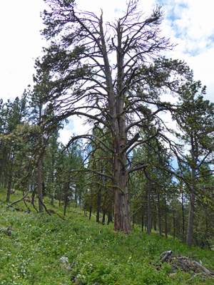 Largest Ponderosa Lake Cascade