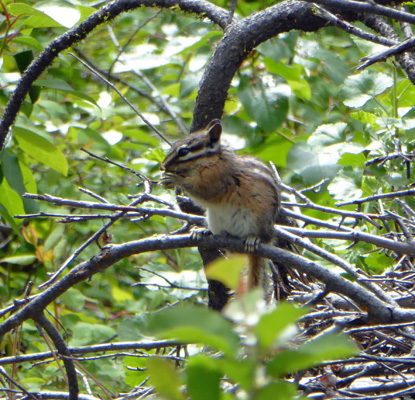 Chipmunk Lake Cascade ID