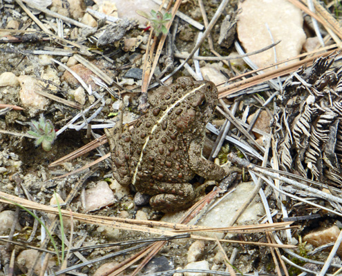 Large frog Lake Cascade