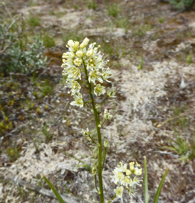 Foothill Death Camas (Toxicoscordion paniculatum)