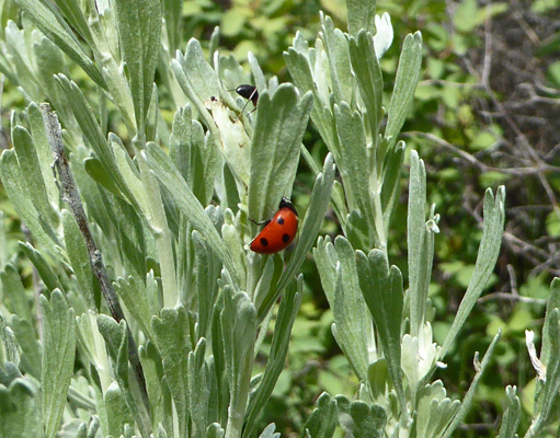 Ladybug on sage Lake Cascade