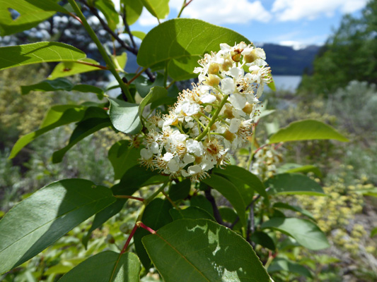 Western Chokecherry (Prunus virginiana)