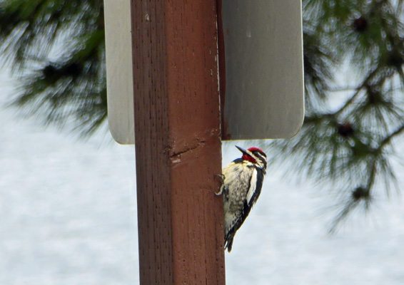 Red-naped Sapsucker Lake Cascade