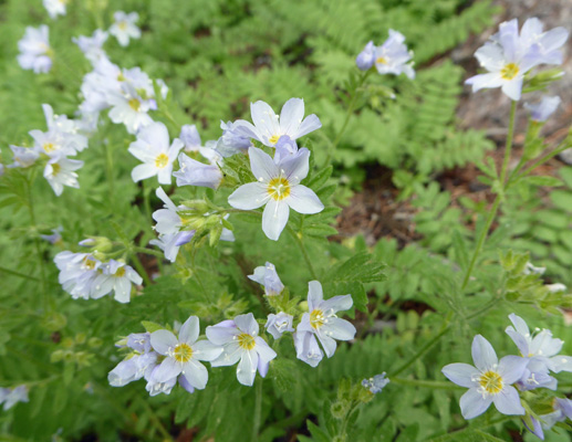 Showy Polemonium (Polemonium pulcherrimum)