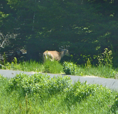 Deer Donnelly ID