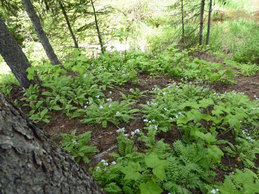 Showy Polemonium (Polemonium pulcherrimum)