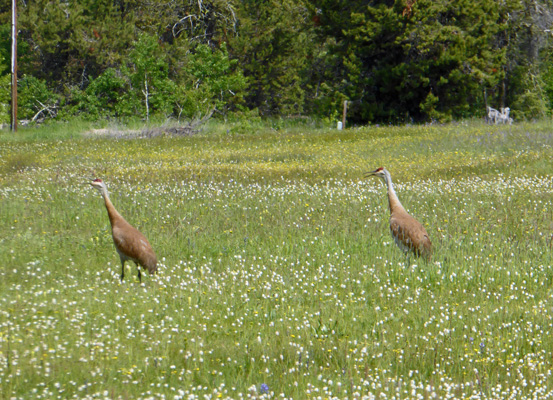 Sandhill Cranes Lake Cascade SP