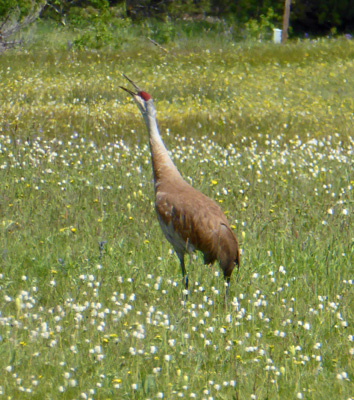 Sandhill Crane Lake Cascade SP