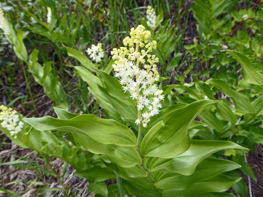 False Solomon's Seal (Maianthenmum racemosum)