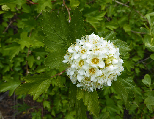 Mallow-leaf Ninebark (Physocarpus mavaceus)