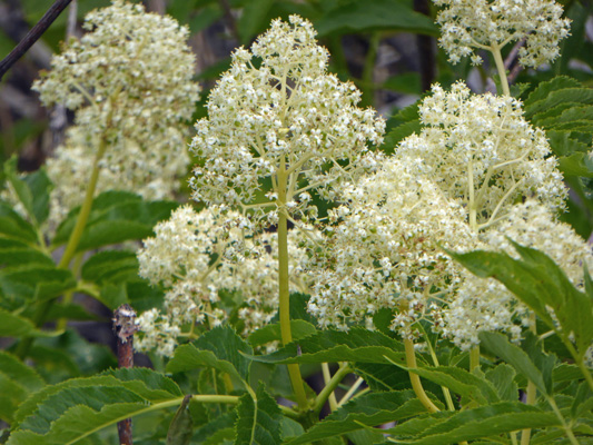 Western Elderberry (Sambucus racemosa)