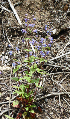 Wilcox's Penstemon (Penstemon wilcoxii)