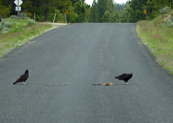 Turkey vultures Cascade ID