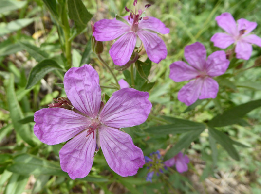 Sticky Geraniums (Geranium viscosissimum)