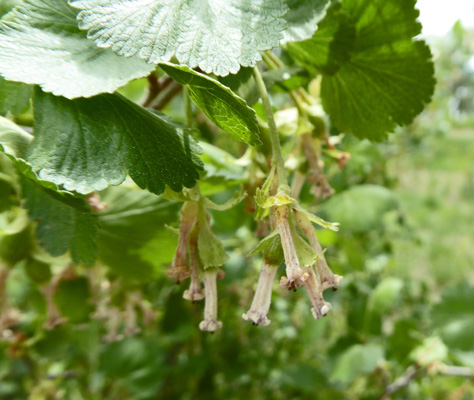 Squawberry (Ribes cereum)