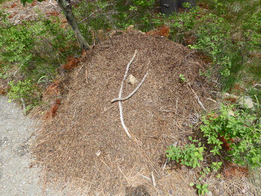 Ant mound Boulder Creek Day Use area