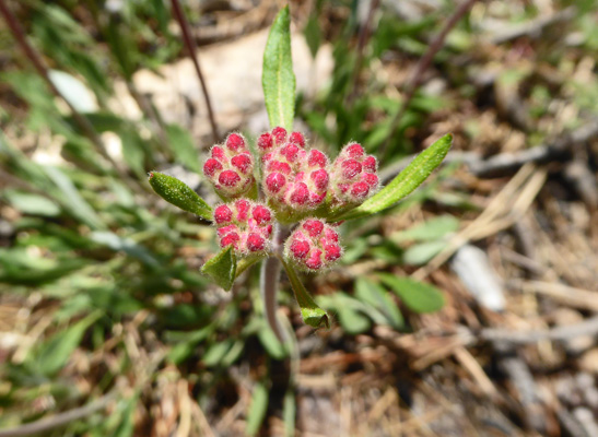 buckwheat (Eriogonum) buds