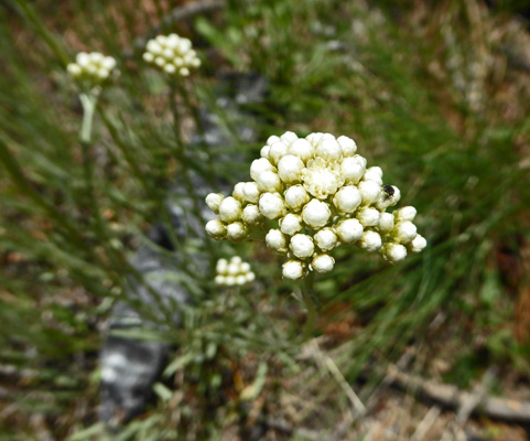  pussytoes (Antennaria)