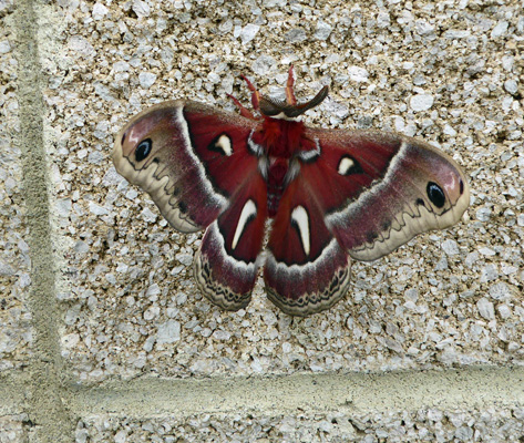 Cecropia moth