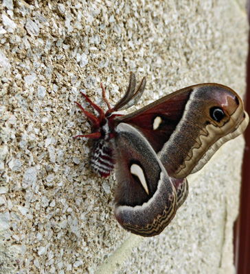 Cecropia moth