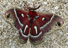 Cecropia Moth