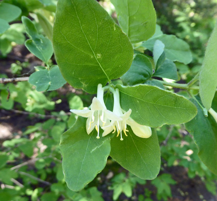 Utah Honeysuckle (Lonicera utahensis)