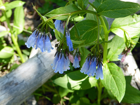 Ciliate bluebells (Mertensia ciliata)