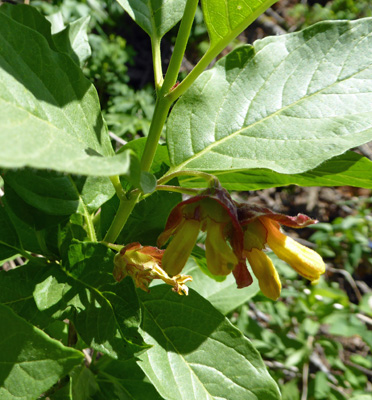 Twinberries (Lonicera involucrata)